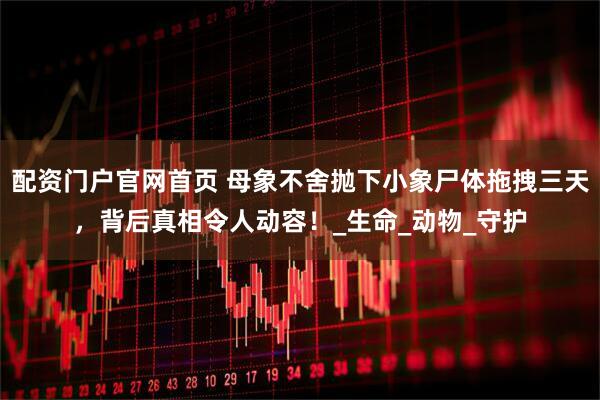 配资门户官网首页 母象不舍抛下小象尸体拖拽三天，背后真相令人动容！_生命_动物_守护